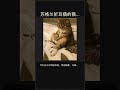 🦉 苏格兰折耳猫的猫头鹰坐姿竟藏着这个秘密！ #Shorts