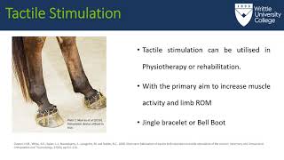 Tactile Stimulation video presentation