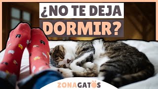 5 consejos para que tu gato TE DEJE DORMIR