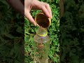 Unlocking Grandma's Secret Plant Hacks: Timeless Tips You Need to Know!