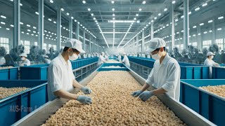 You Won't Believe The BIGGEST Cashew Nuts Production Line Mega Cashew Nuts Factory
