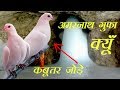 अमरनाथ की गुफा मे दो कबूतरों का रहस्य....  Amarnath Cave Mystery