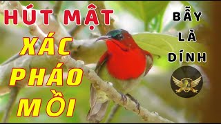 Tiếng Hút Mật Xác Pháo Mồi Chuẩn Không Tạp Âm - Bẫy Là Dính - The Sound Of Birds Sucking Nectar |KTB