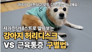 강아지 허리디스크 초기 증상, 늦으면 큰일!“근육통처럼 보여도 디스크일 수 있습니다. 보호자라면 꼭 보세요!”