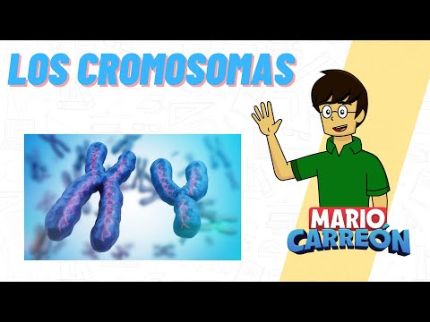 Vídeo: Els cromosomes homòlegs se separen en la mitosi?