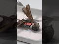 ￼Mummified &ldquo;fairy&rdquo; found in Mexico. #ninjasarebutterflies #mummy #fairy #mexico #hoax