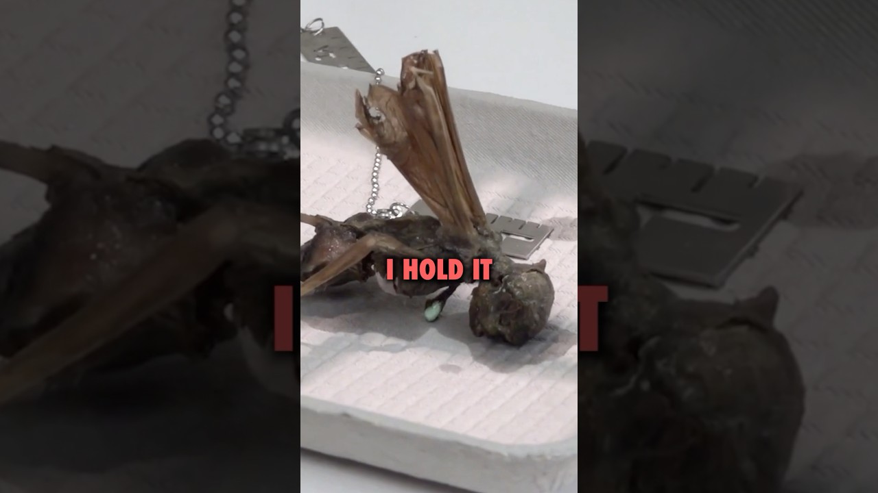 ￼Mummified “fairy” found in Mexico. 