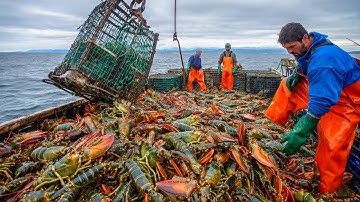 The Biggest Lobster Season of the Year – Fishermen Haul in Thousands in Under an Hour