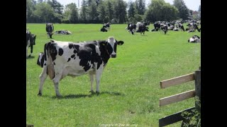 Mooie natuurgezichten langs de Hoefweg west - omgeving  Giessenburg door Tine de Jong