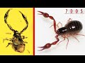 50 millionyearold pseudoscorpion found trapped in amber  7 days of science