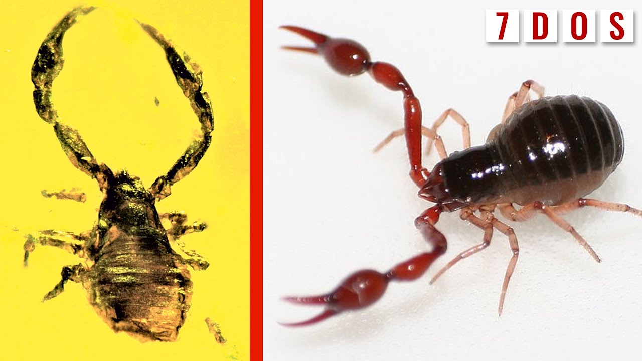 50 Million-Year-Old Pseudoscorpion Found Trapped in Amber | 7 Days of Science