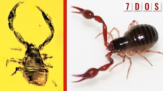50 MillionYearOld Pseudoscorpion Found Trapped in Amber | 7 Days of Science
