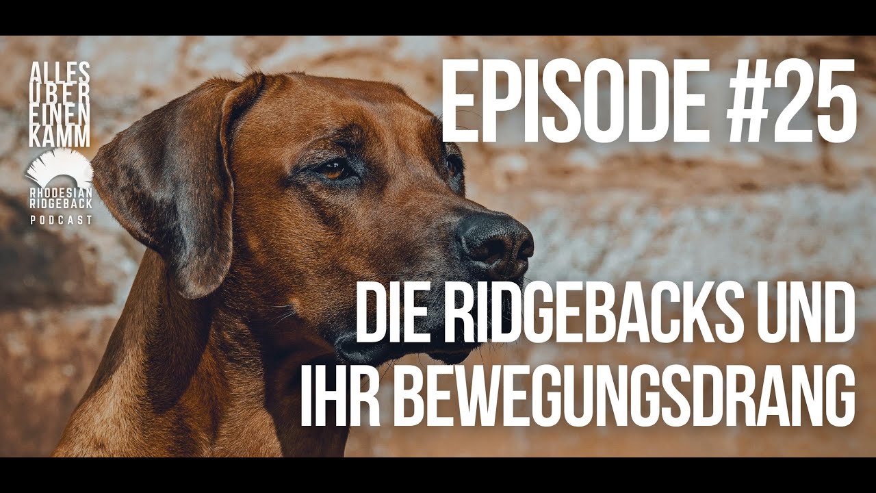 Alles über einen Kamm – Die Ridgebacks und ihr Bewegungsdrang #25 - YouTube