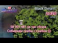 Сбор грибов. Black Desert Фарм серебра 2020. Лучница.