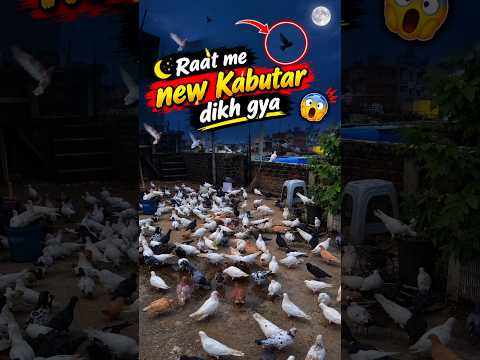 Raat🌃Me New Kabutar🕊️Dikh Gya😱 #shorts #viral #trending #vlog