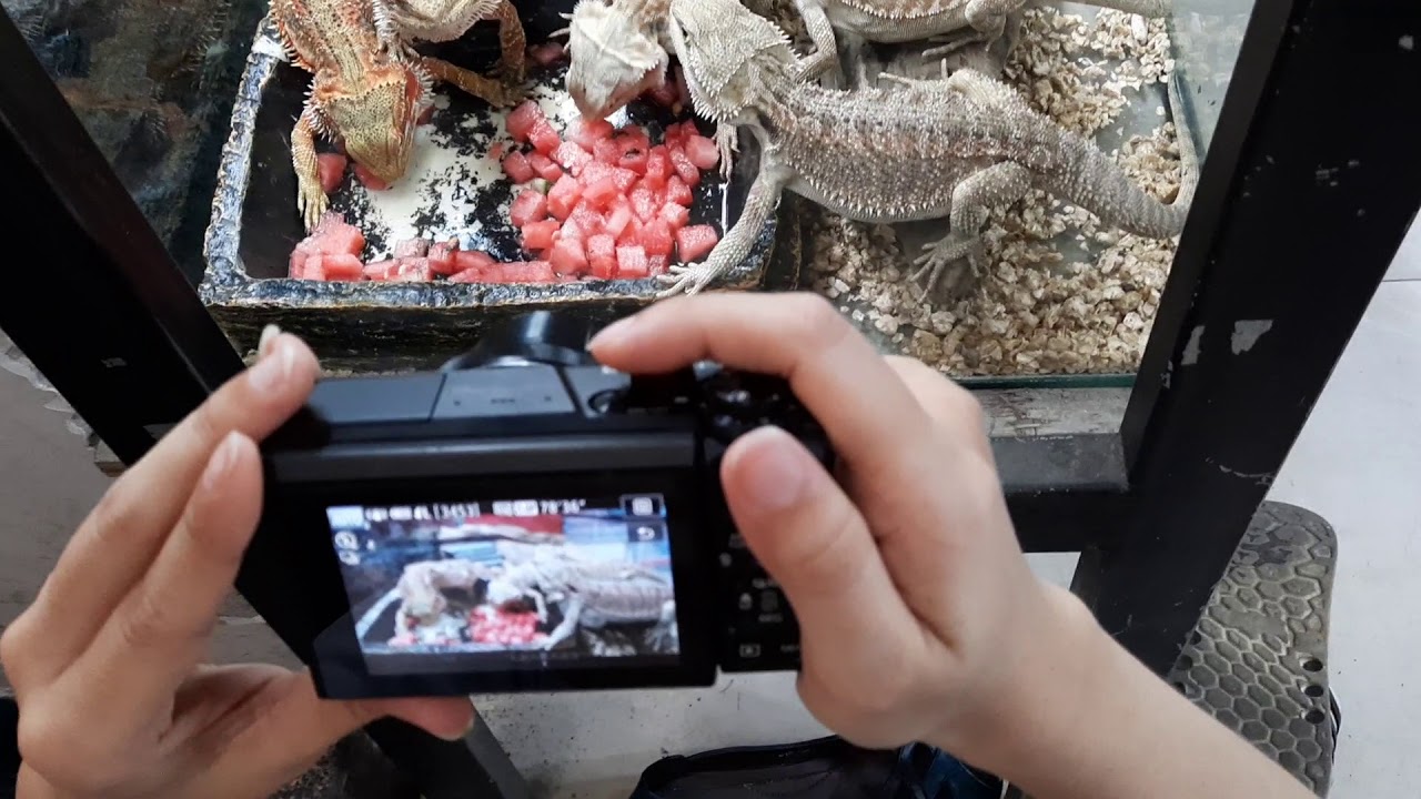 Bearded Dragon with Water melon YouTube