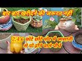 Easliy grow plants for 2 se 6 inch ke pots me lagaye / Plants for small pots /#new #trending