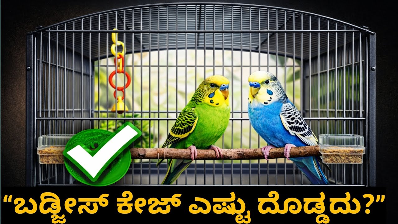 ಬಡ್ಜೀಸ್ ಪಕ್ಷಿಗಳಿಗೆ ಸರಿಯಾದ ಕೇಜ್ ಸೈಜ್ ಬಹಳ ಮುಖ್ಯ. 