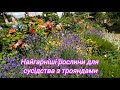 Що посадити поруч з ТРОЯНДАМИ 23 рослини СУСІДИ для троянд сад Garden
