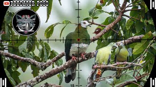 Berburu Burung Pergam Jumbo Dan Punai Di Saat Musim Hujan Di Spot Sejuta Umat