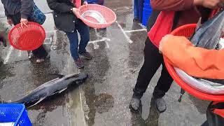 видео: Самая щедрая награда океана! Здесь не только ждёт ещё одно «морское чудовище», но и целый букет «... картинка: Самая щедрая награда океана! Здесь не только ждёт ещё одно «морское чудовище», но и целый букет «...