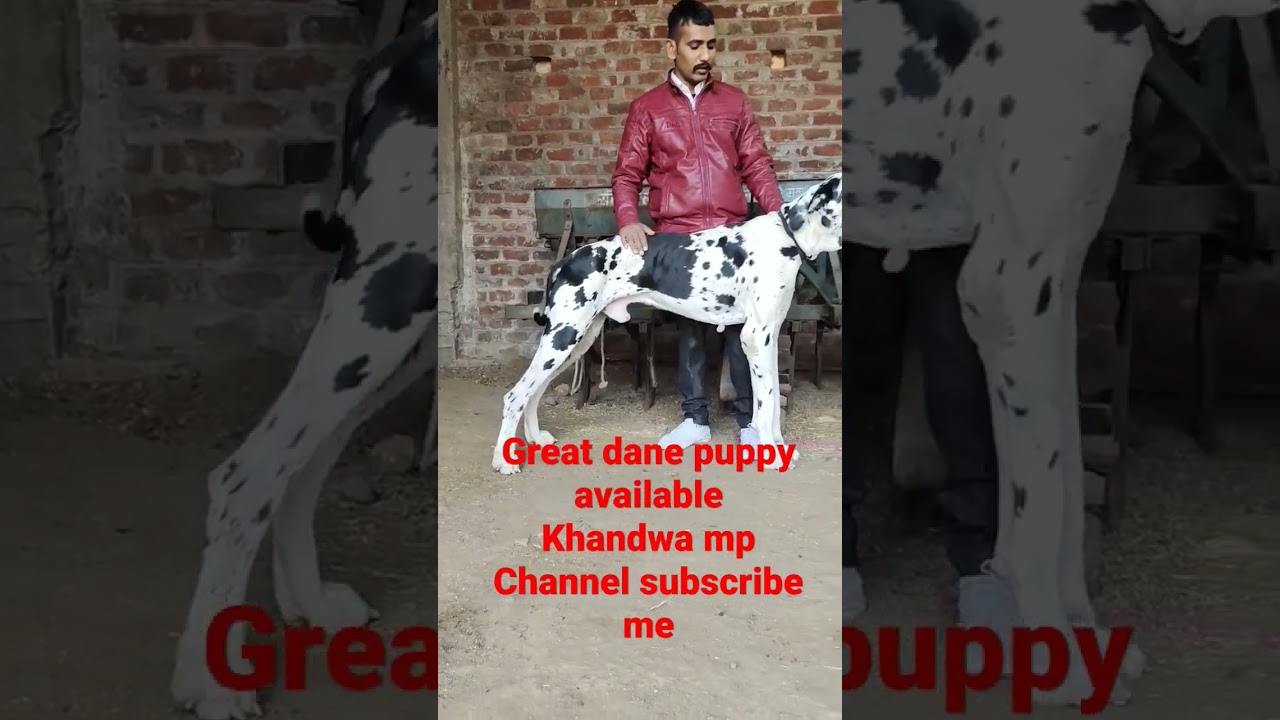 great dane Dog Khandwa mp12