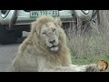 On His Own - Battle Scarred Casper The White Lion