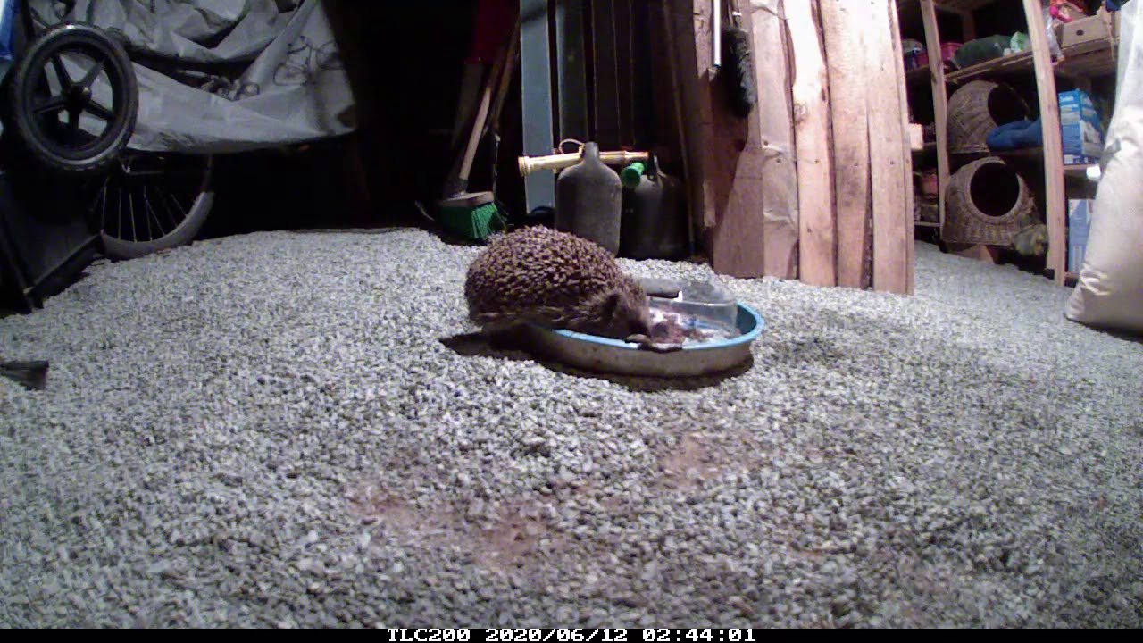 Igel fressen Schnecken ? - YouTube