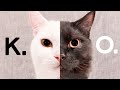 Munchkin cat fights funny | Black cat fights with White cat