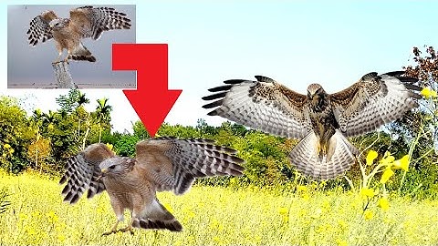 How to Add Background Image in Photoshop 7.0 | swift learn