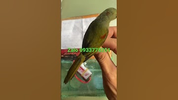 #chimhutmat5mau #chimhutmat7mau #chimhutmatdoquyen #chimhutmattiao #chimhutmathongden #chimhutmat