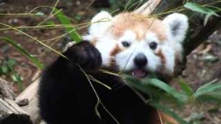 New Bolivian titi monkeys and red panda at Philly Zoo