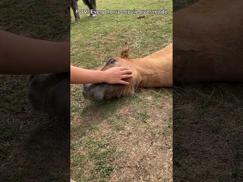 Every Horse Movie Ever Made Pt2 Equestrian Rider Horse Funny Movie Shortfilm Stallion 