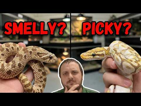 Hognose vs Ball Python: Which is Actually the Best Pet Snake?