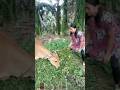 Rumput lucunya cow cow.s ytshorts shortsviral