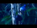 Nature Birds-Relaxing Music