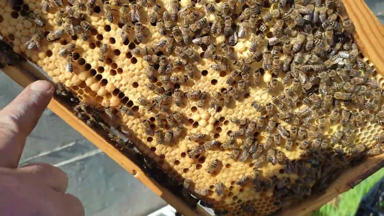 Αλληλεγγύη μεταξύ μελισσοκόμων