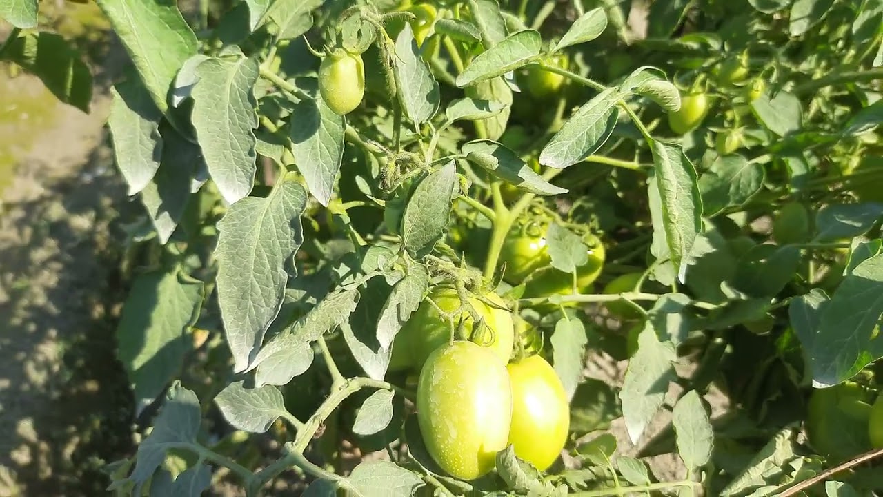 শীতকালীন সবজি চাষ টমেটো