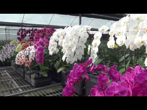 วีดีโอ: Phalaenopsis พื้นฐานของการเลี้ยงกล้วยไม้ในอพาร์ตเมนต์ - 1