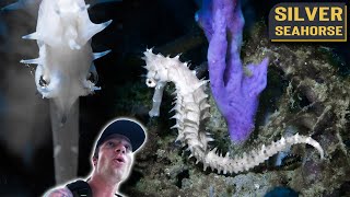 Found SILVER SEAHORSE - Scuba Diving Gorgeous RARE Philippines Creatures