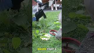 Mouse VS Tiny Burger Robot!