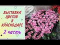 ВЫСТАВКА ЦВЕТОВ В КРАСНОДАРЕ /2 ЧАСТЬ /Комнатные и садовые растения.