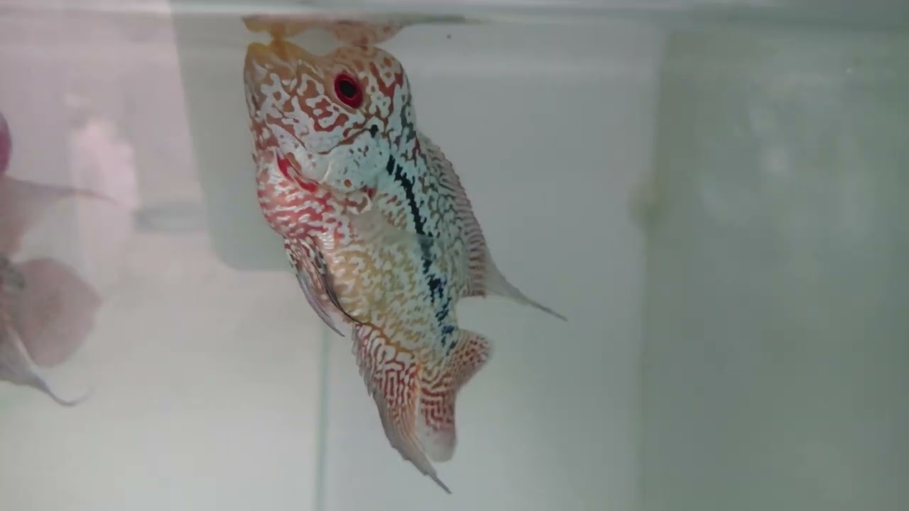Flowerhorn Kamfa Kamalau Deep Red Color Flowerhead Fish Long Pearl Full Body