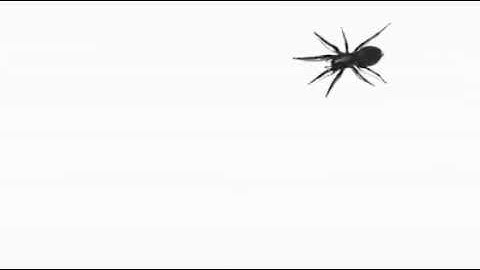 The Spider Background
