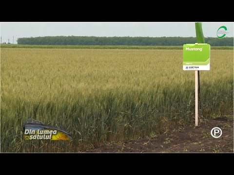 Video: De La Buruieni La Cereale Sănătoase
