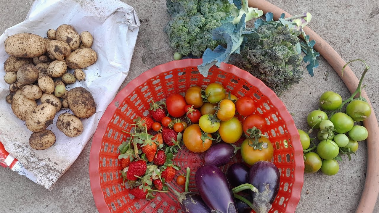 Chhat ka organic vegetables 