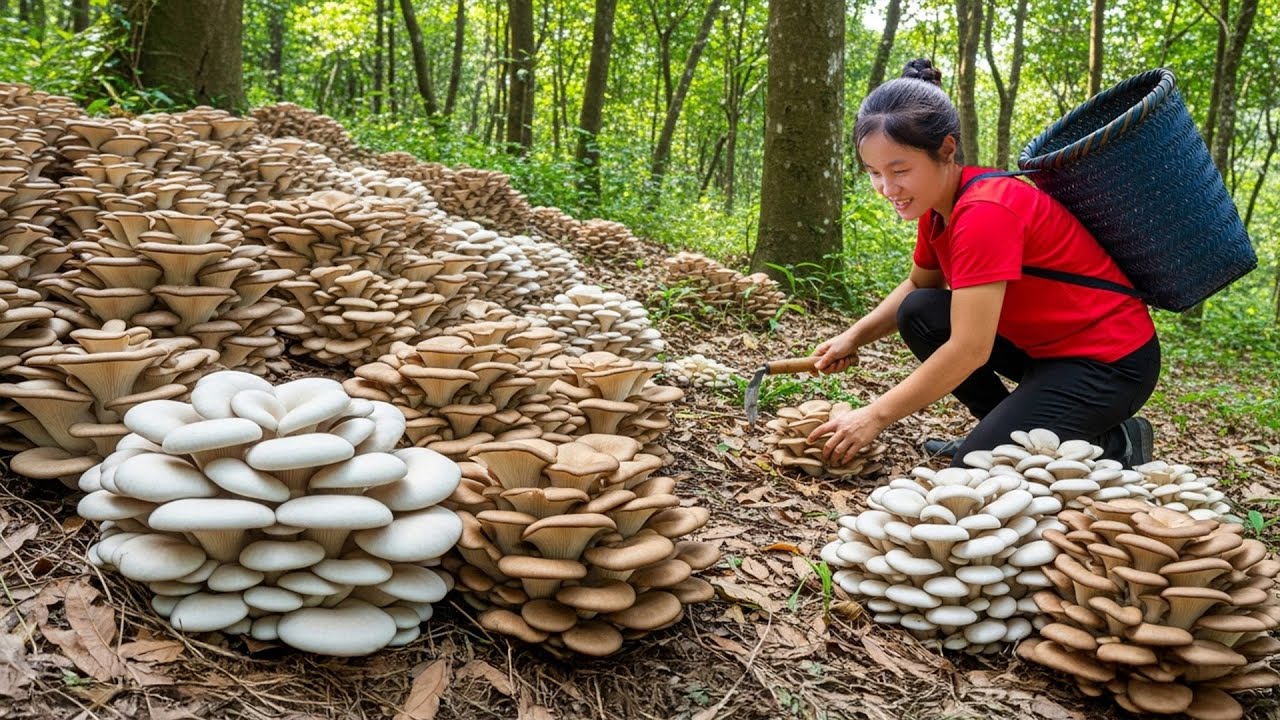 Harvest A Lot Of RED Wild Mushroom in Forest Goes to market Sell | Susan Daily Life