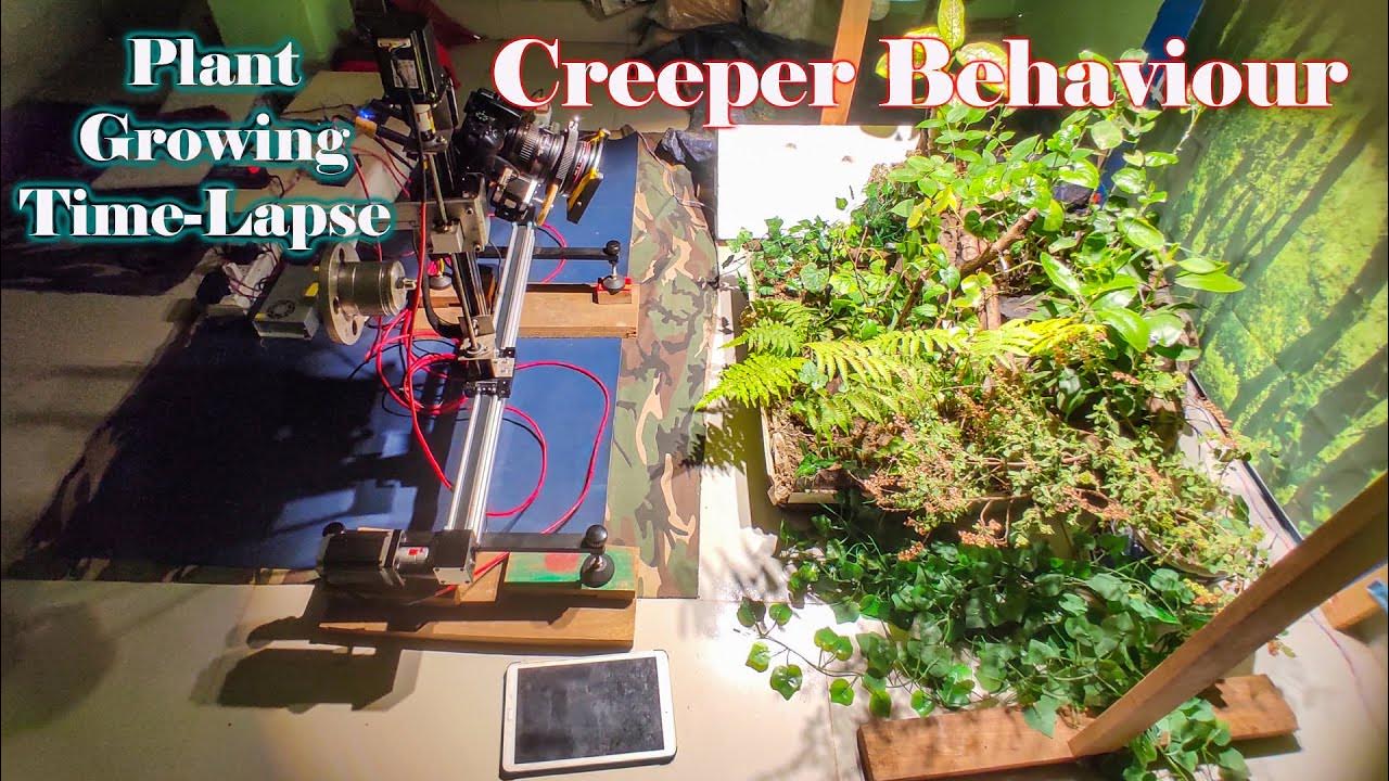 Creeper Behaviour Time Lapse Video NRD YouTube