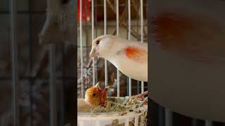 Canary Bird Feeding Chick | Aviary Birds #canarias #canary screenshot 4