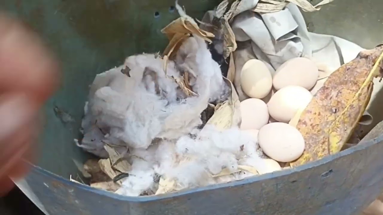  duas novidades na chácara DSA a nossa música 🎷🎷 e dois novos moradores.